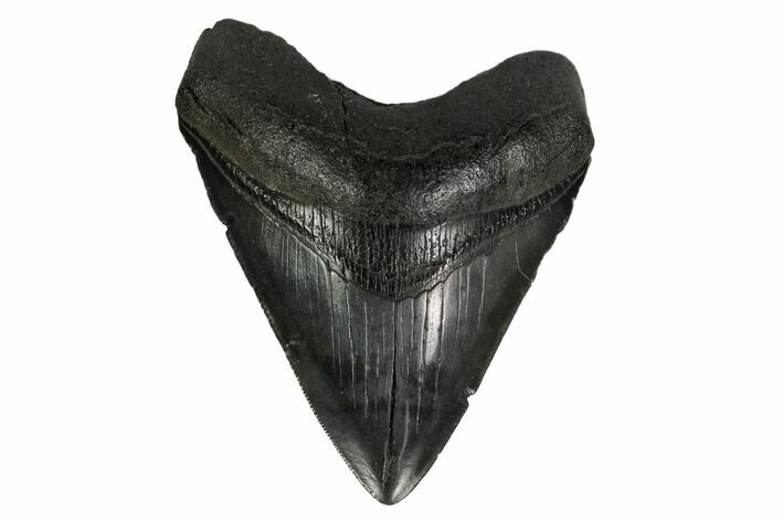 Fossil Megalodon Tooth - South Carolina #167993